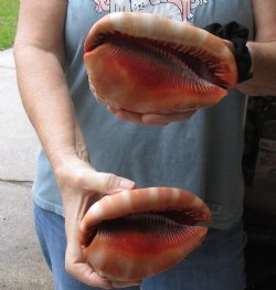 Buy these Two Cameo Bullmouth sea shells 5 inches long for $18/lot