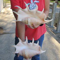 2 pc lot 13" Giant Spider Conchs - $31