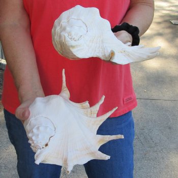 11" & 12" Giant Spider Conchs - $23