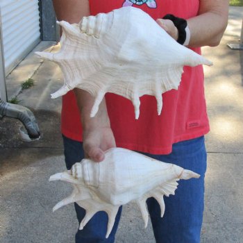 11" & 12" Giant Spider Conchs - $23