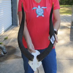 Nyala Skull Plate with 23" Horns - $85