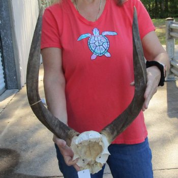Nyala Skull Plate with 22" Horns - $85