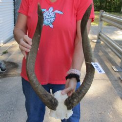 Nyala Skull Plate with 24" Horns - $85