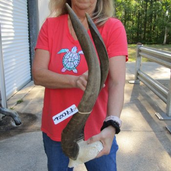 Nyala Skull Plate with 24" Horns - $85
