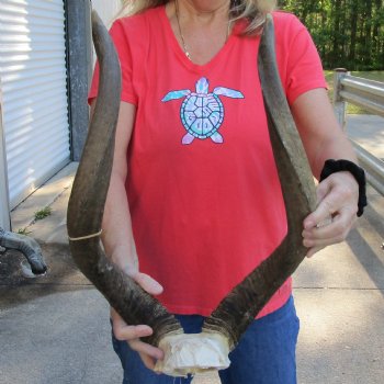 Nyala Skull Plate with 24" Horns - $85