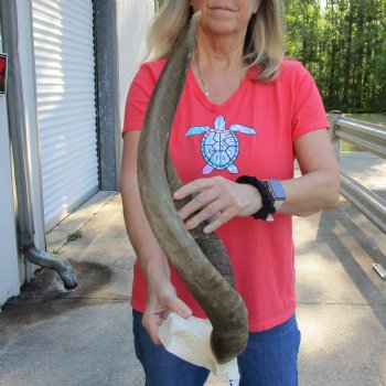 Nyala Skull Plate with 24" Horns - $85