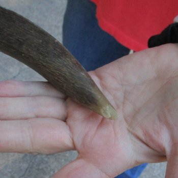 Nyala Skull Plate with 24" Horns - $85