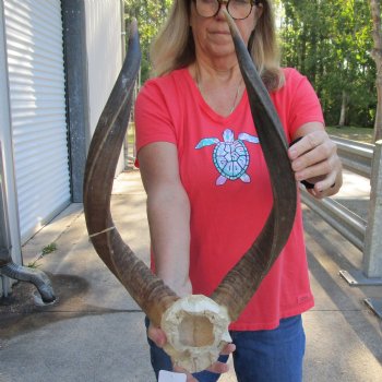 Nyala Skull Plate with 24" Horns - $85