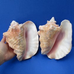 8" Pink Conchs...