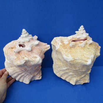 8" Pink Conchs, 2 pc - $30
