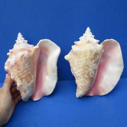 8" Pink Conchs...