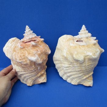 8" Pink Conchs, 2 pc - $30