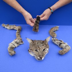 Preserved Bobcat Head, Legs, & Tail - $75