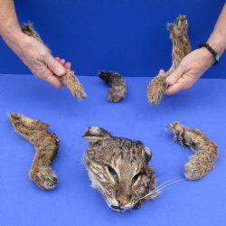 Preserved Bobcat Head, Legs, & Tail - $75