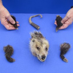 Preserved Opossum Head, Legs, & Tail - $50