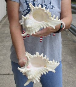 Authentic Murex Ramosus, giant murex shells, 8 inches - buy this 2 pc lot now for $25