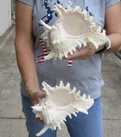 2 pc lot of Beautiful 8 inch Murex Ramosus, giant murex shells - Buy now for $25/lot