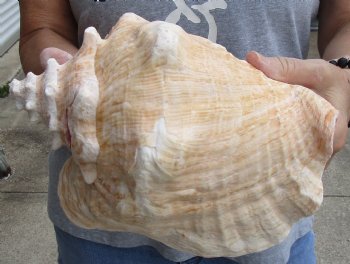 9" Huge Pink Conch Shell Available For Sale - $20