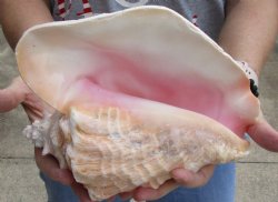 9" Huge Pink Conch Shell Available For Sale - $20