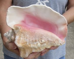 For sale this 9" Huge Pink Conch Shell - $20
