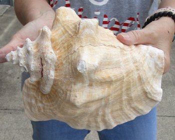 For sale this 9" Huge Pink Conch Shell - $20