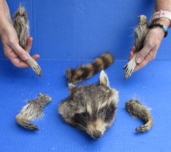 Preserved Raccoon Head, Legs, & Tail - Available For Sale for $50