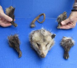 Preserved Opossum Head, Legs, & Tail - For Sale for $50