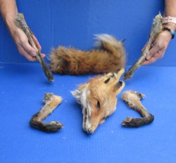 Preserved Fox Head, Legs, & Tail - For Sale for $60
