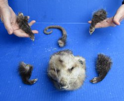 Preserved Opossum Head, Legs, & Tail - Buy Now for $50