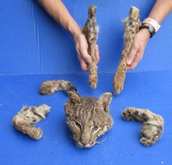 Preserved Bobcat Head, Legs, & Tail - Buy Now for $75