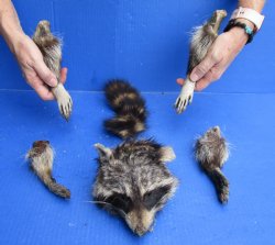 Preserved Raccoon Head, Legs, & Tail - Buy Now for $50