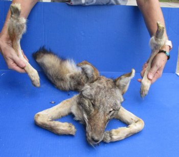 Preserved Coyote Head, Legs, & Tail - Buy Now for $75