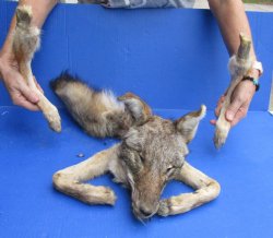 Preserved Coyote Head, Legs, & Tail - Buy Now for $75