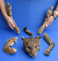 Preserved Bobcat Head, Legs, & Tail - For Sale for $75