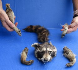 Preserved Raccoon Head, Legs, & Tail - For Sale for $50