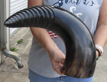 Authentic 23 inch Carved and Polished Spiral Cow Horn, Drinking horn - $20