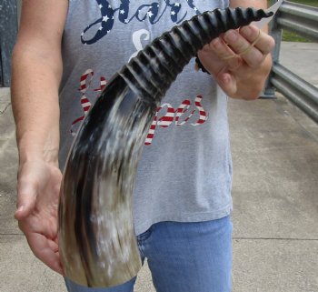 Buy Now, 18 inch Carved and Polished Spiral Cow Horn, Drinking horn - $20