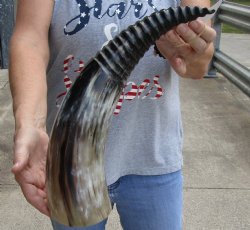 Buy Now, 18 inch Ca...