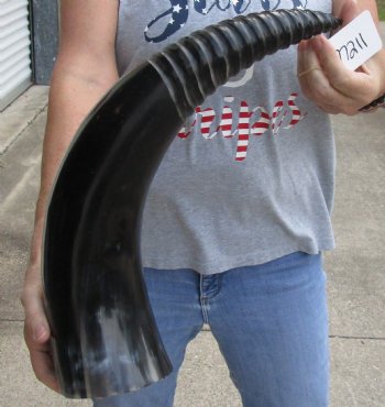 Genuine 24 inch Carved and Polished Spiral Cow Horn, Drinking horn - $20