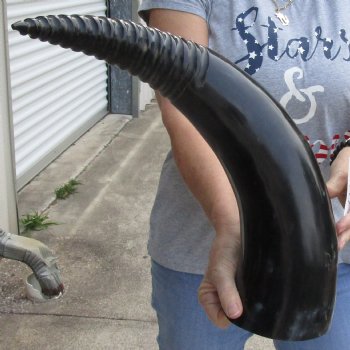 Genuine 24 inch Carved and Polished Spiral Cow Horn, Drinking horn - $20