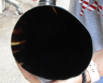 Genuine 24 inch Carved and Polished Spiral Cow Horn, Drinking horn - $20