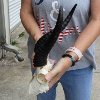 C-Grade 6" Male Springbok Skull with 10" Horns - $39