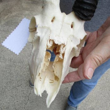 C-Grade 6" Male Springbok Skull with 10" Horns - $39