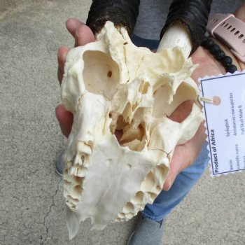 C-Grade 6" Male Springbok Skull with 10" Horns - $39