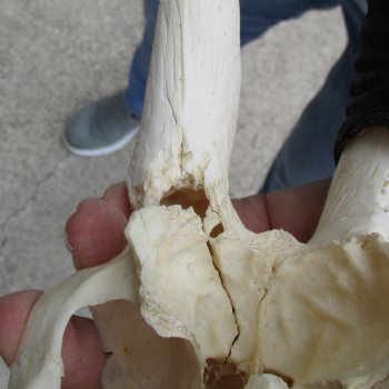 C-Grade 6" Male Springbok Skull with 10" Horns - $39
