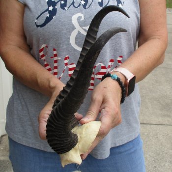 Male Springbok Skull Plate with 13" Horns - $32