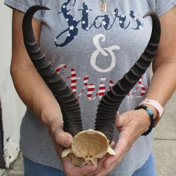 Male Springbok Skull Plate with 13" Horns - $32
