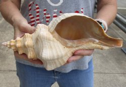 13 inches horse conch for sale, Florida's state seashell - For Sale for $37