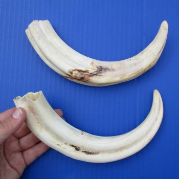 Matching Pair of 10" Ivory Tusks from African Warthog - $95
