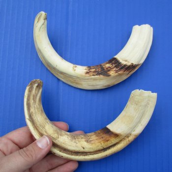 Matching Pair of 9" Ivory Tusks from African Warthog - $60